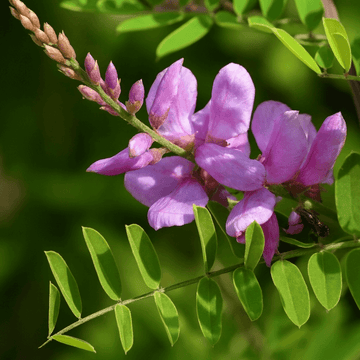 Indigo Seeds - All In One For Home Gardens