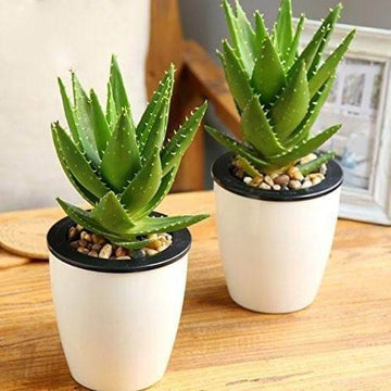 Indoor Aloe Succulent Plant Seeds