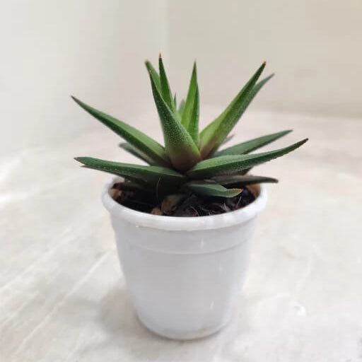 Indoor Aloe Succulent Plant Seeds