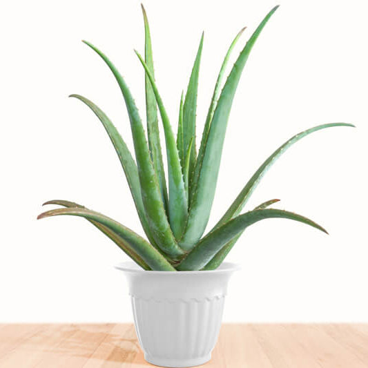 Indoor Aloe Succulent Plant Seeds