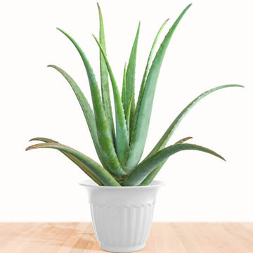 Indoor Aloe Succulent Plant Seeds