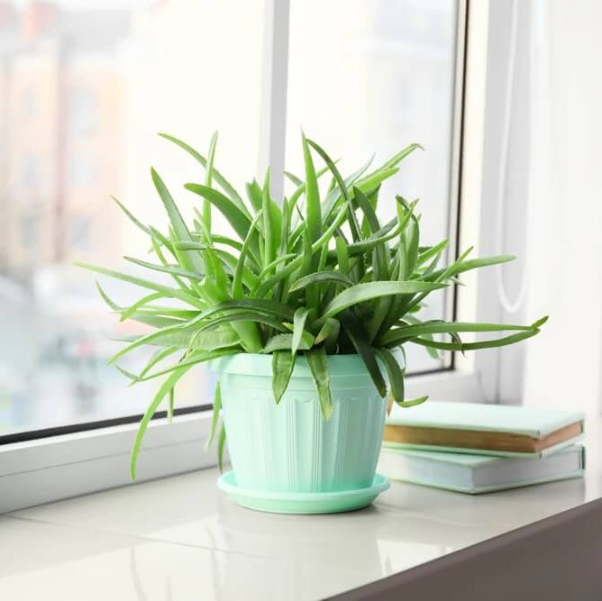 Indoor Aloe Succulent Plant Seeds