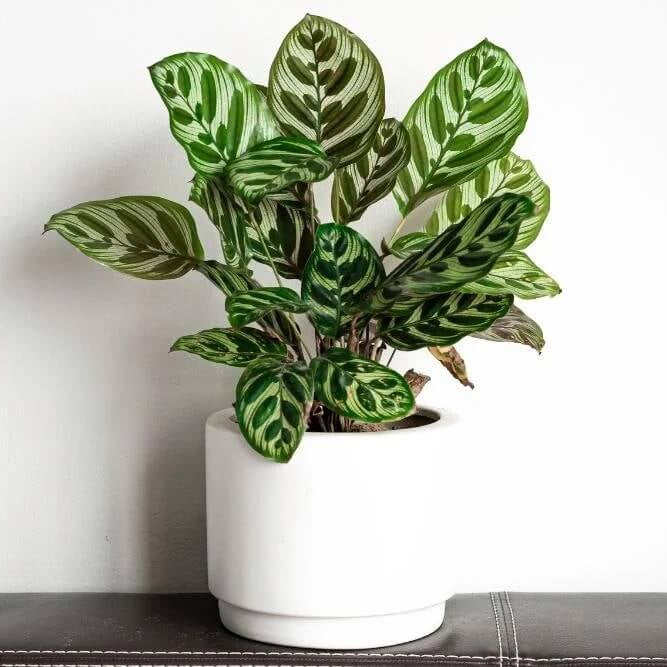 Indoor Calathea Plant Seeds