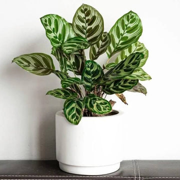 Indoor Calathea Plant Seeds