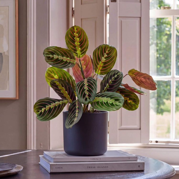 Indoor Calathea Plant Seeds