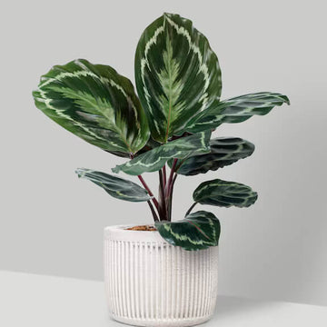 Indoor Calathea Plant Seeds