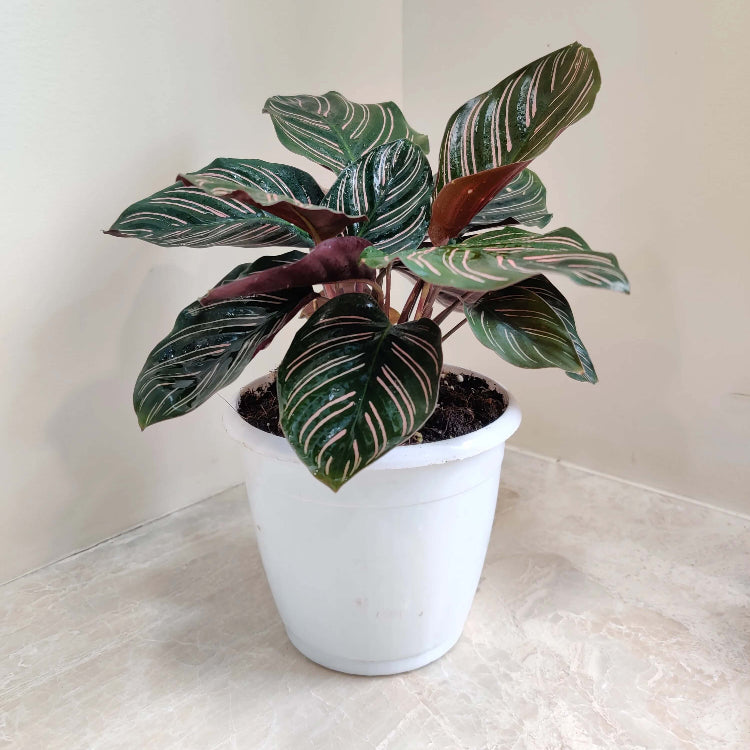 Indoor Calathea Plant Seeds