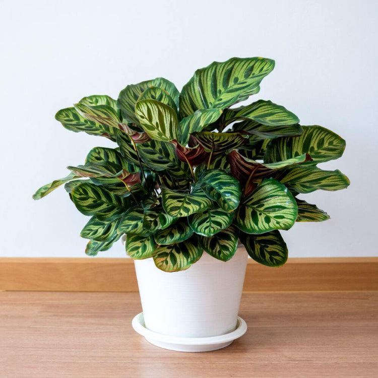 Indoor Calathea Plant Seeds