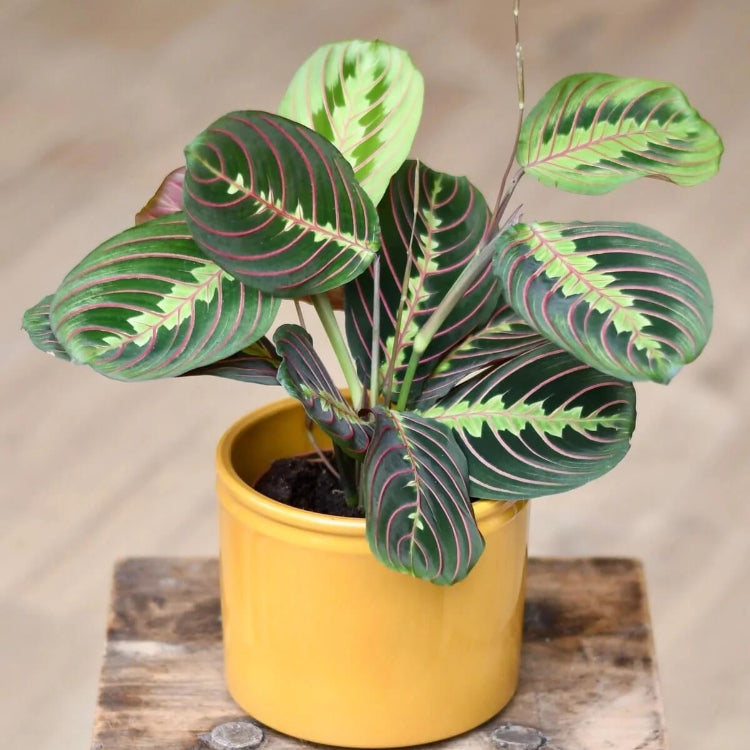 Indoor Calathea Plant Seeds
