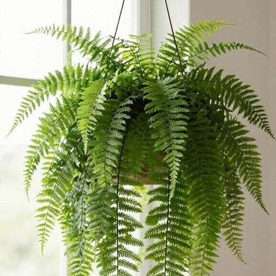 Indoor Fern Seeds