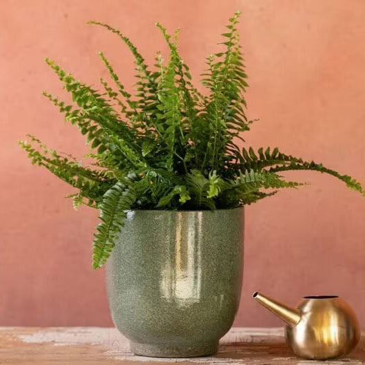 Indoor Fern Seeds