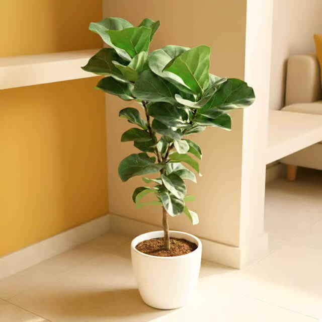 Indoor Fig Tree Seeds