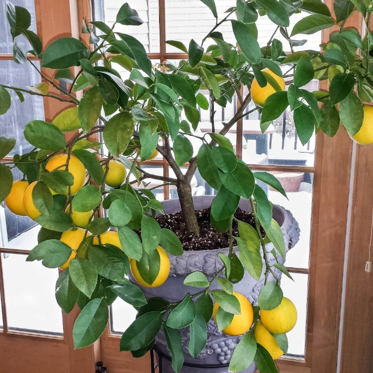Indoor Lemon Tree Seeds