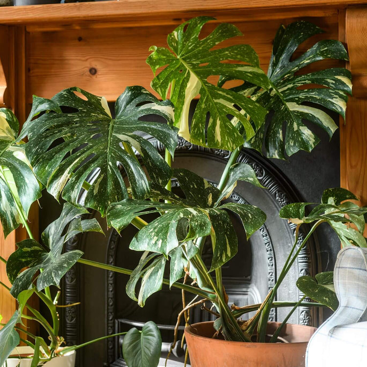 Indoor Monstera Plant Seeds