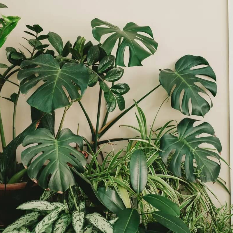 Indoor Monstera Plant Seeds
