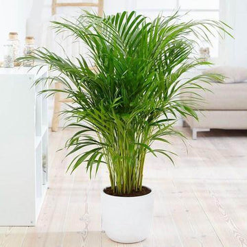 Indoor Palm Plant Seeds