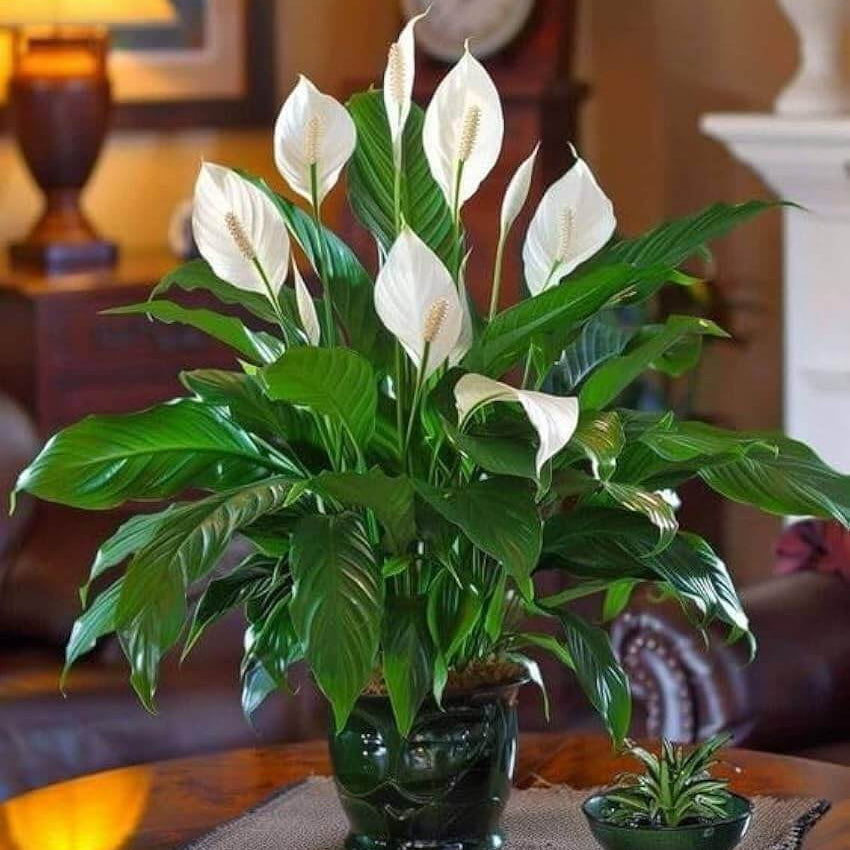 Indoor Peace Lily Plant Seeds