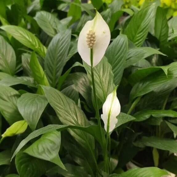 Indoor Peace Lily Plant Seeds