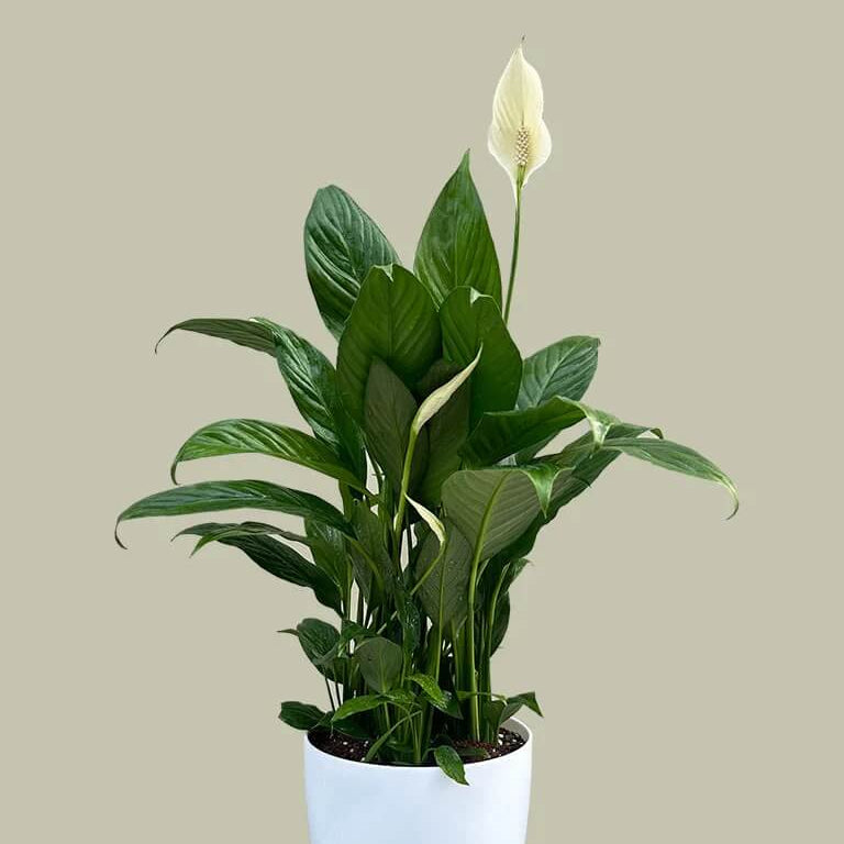 Indoor Peace Lily Plant Seeds