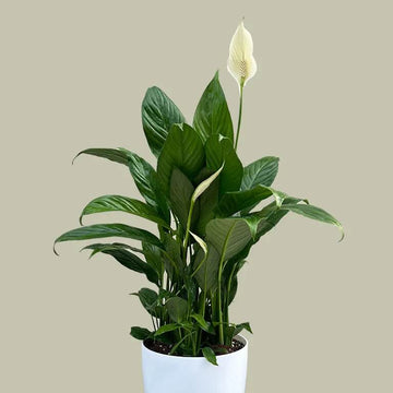 Indoor Peace Lily Plant Seeds
