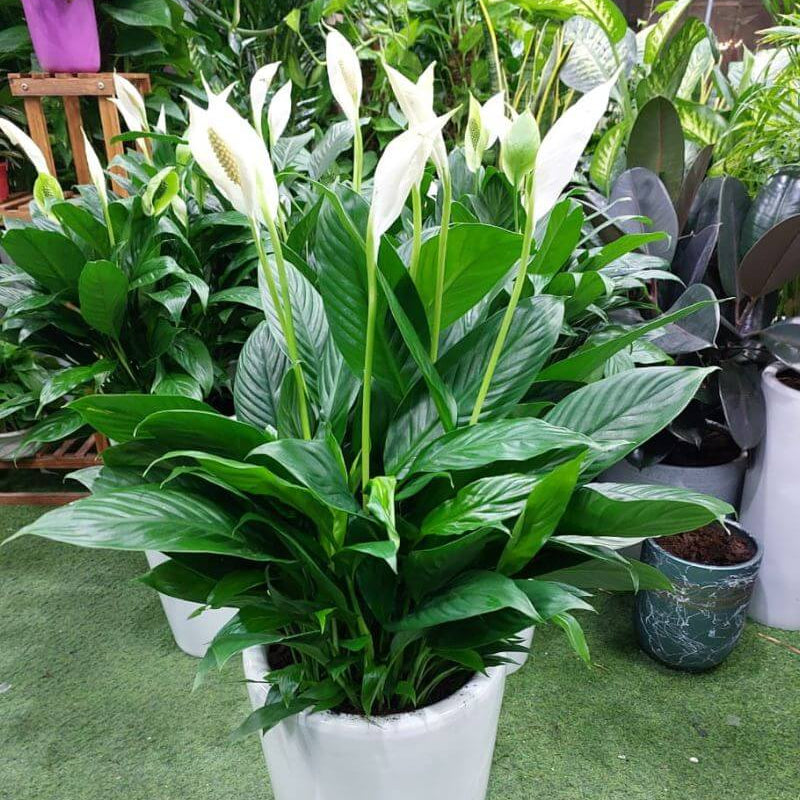 Indoor Peace Lily Plant Seeds