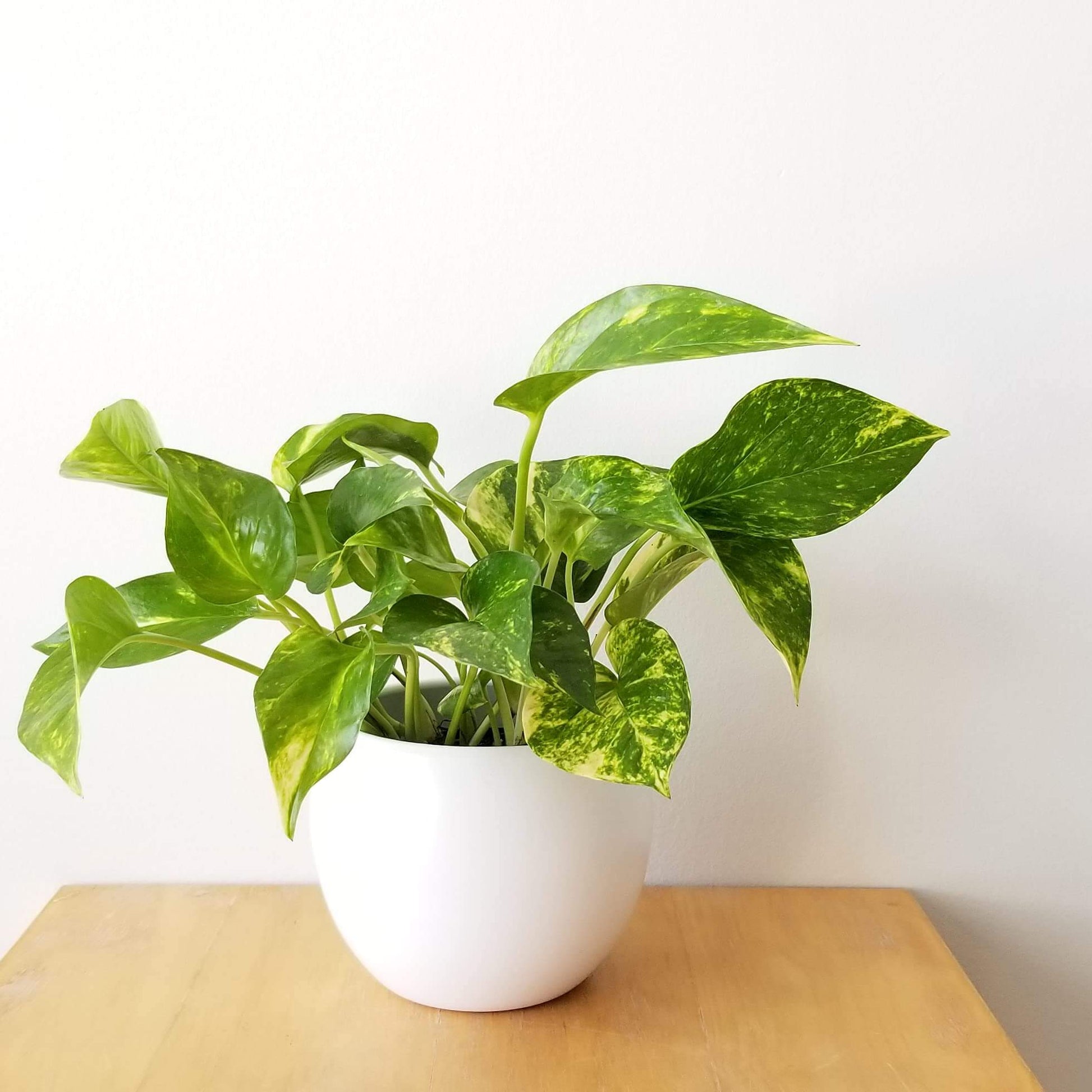 Indoor Pothos Plant Seeds
