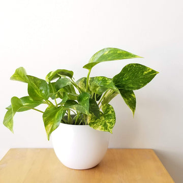 Indoor Pothos Plant Seeds