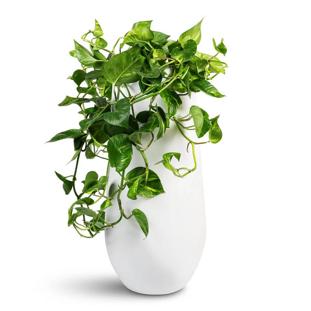 Indoor Pothos Plant Seeds