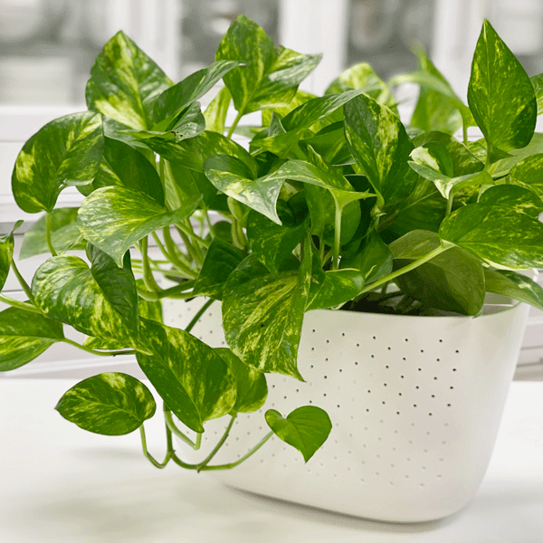 Indoor Pothos Plant Seeds