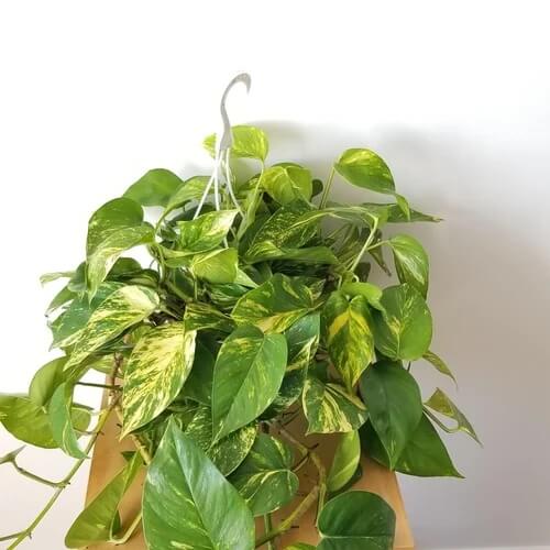Indoor Pothos Plant Seeds