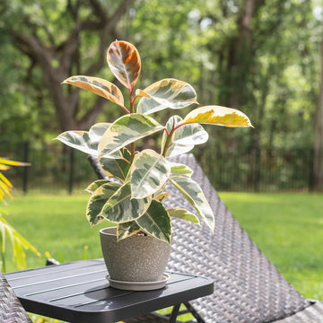 Indoor Rubber Tree Seeds