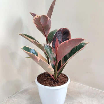 Indoor Rubber Tree Seeds