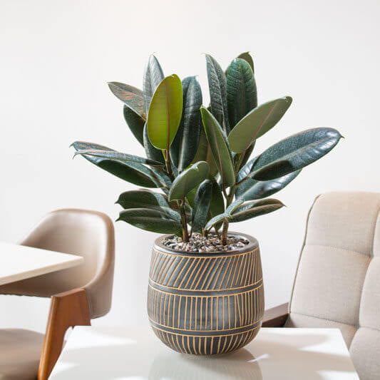 Indoor Rubber Tree Seeds
