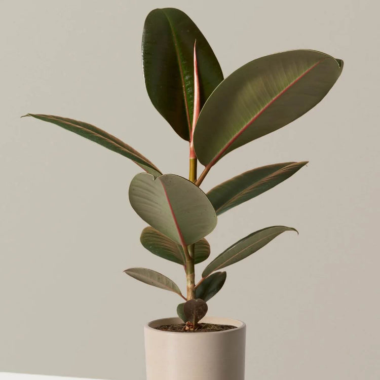 Indoor Rubber Tree Seeds