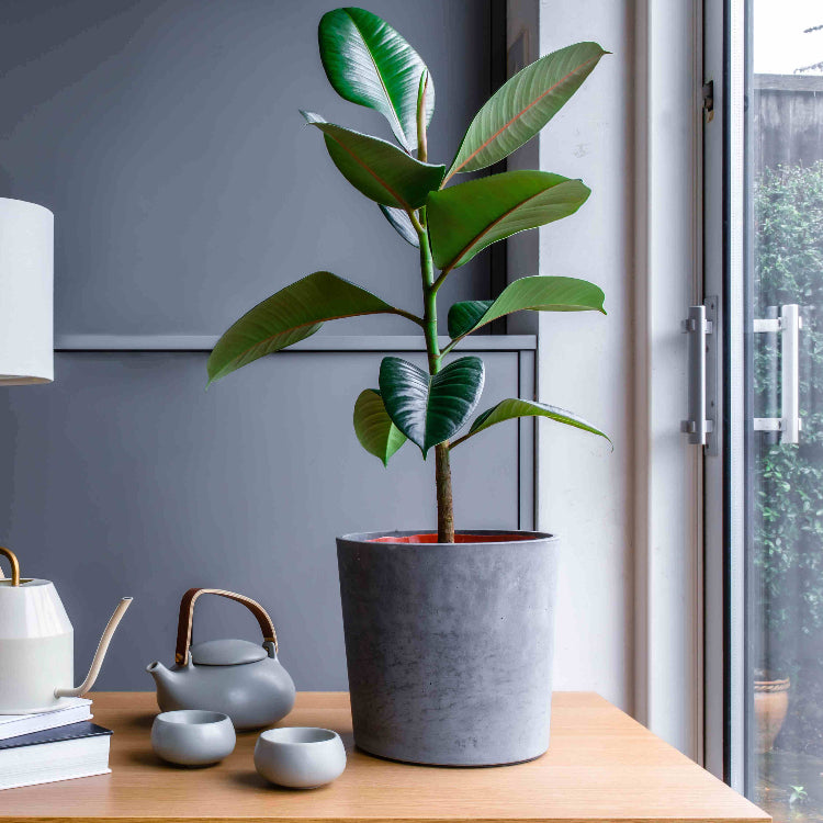 Indoor Rubber Tree Seeds