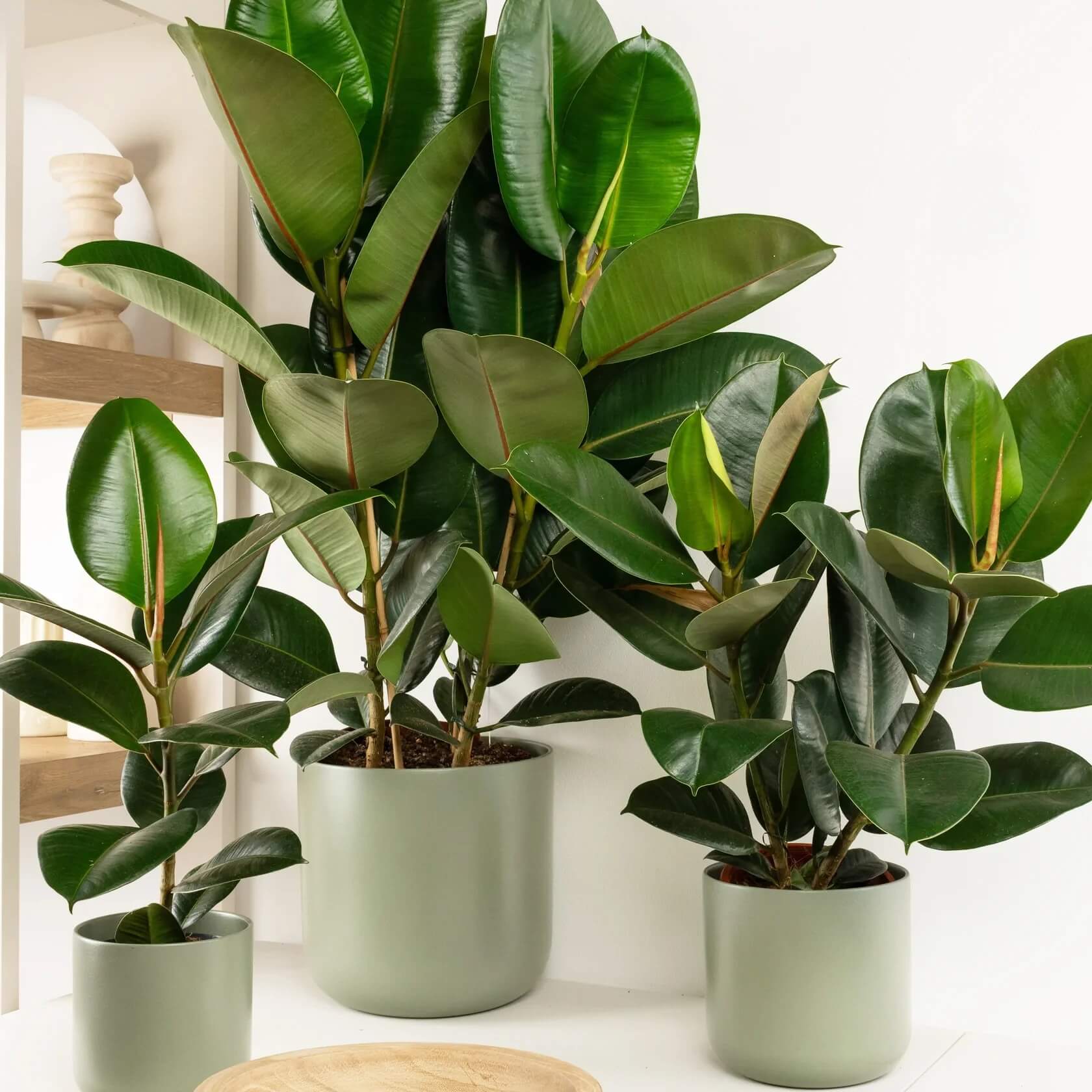 Indoor Rubber Tree Seeds