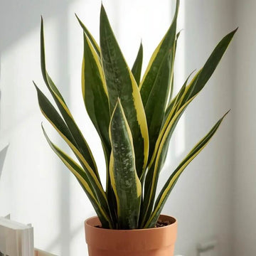 Indoor Snake Plant Seeds
