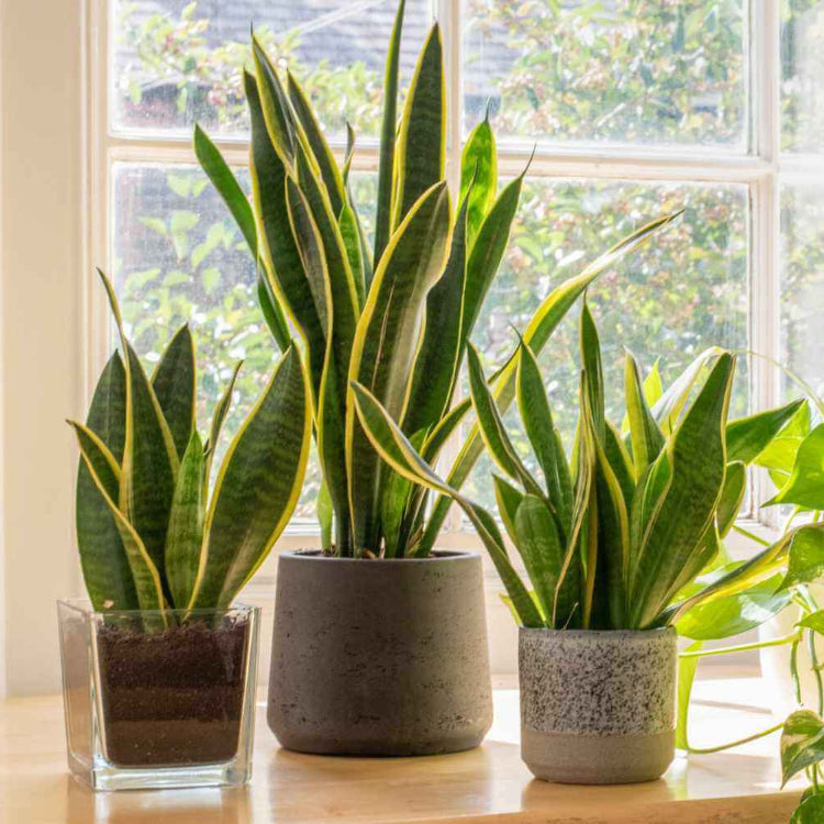 Indoor Snake Plant Seeds