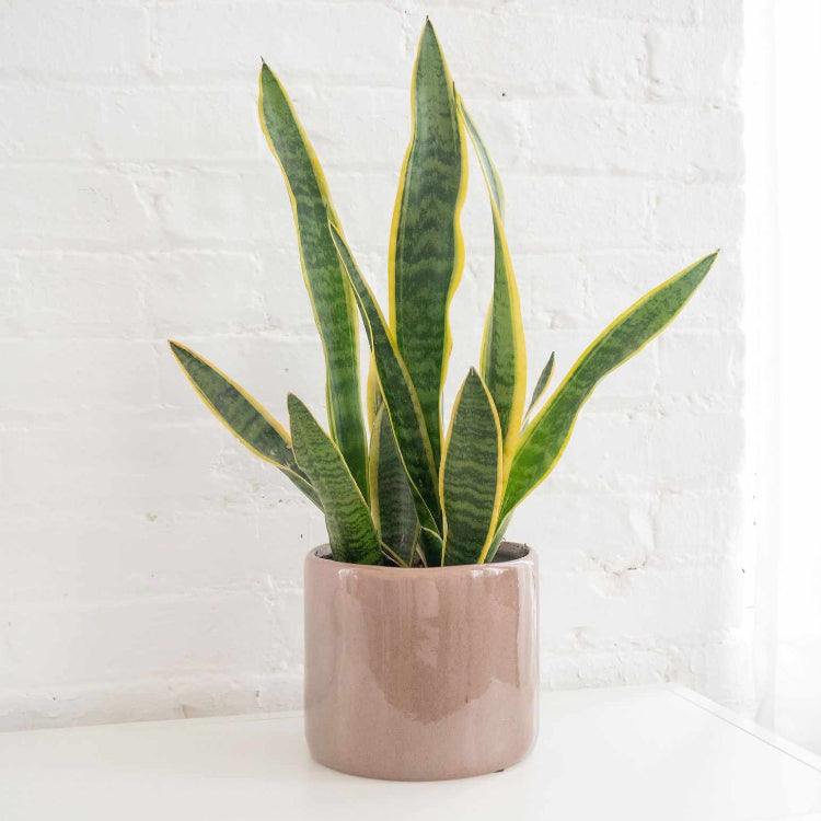 Indoor Snake Plant Seeds