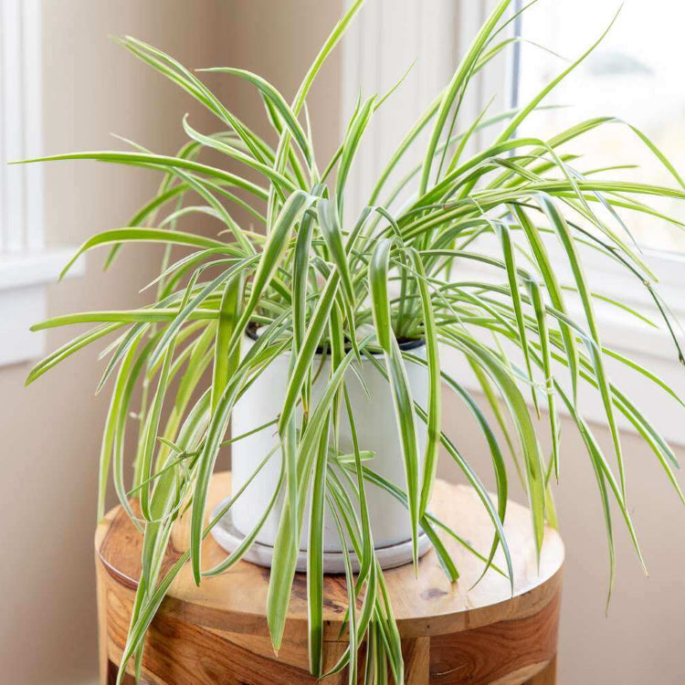 Indoor Spider Plant Seeds