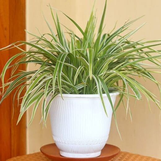 Indoor Spider Plant Seeds