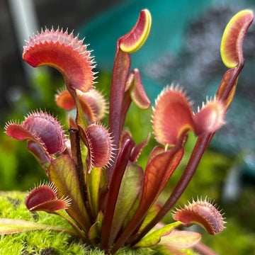 Insect Eating Plant Seeds - Flower Plant
