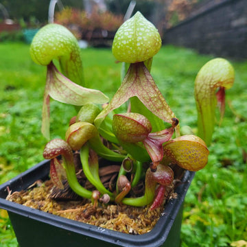 Insectivorous Plant Seeds