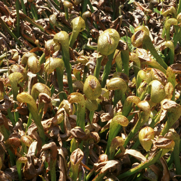 Insectivorous Plant Seeds
