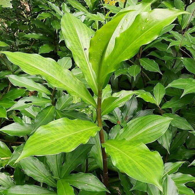 Insulin Seeds - Herbal Plant for Home Gardens