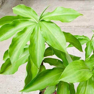 Insulin Seeds - Herbal Plant for Home Gardens