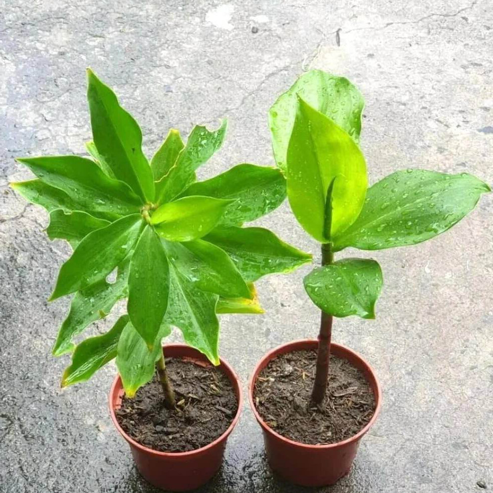 Insulin Seeds - Herbal Plant for Home Gardens
