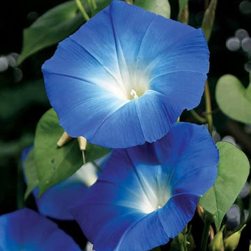 Ipomoea Seeds - Flower Plant for Home Gardens