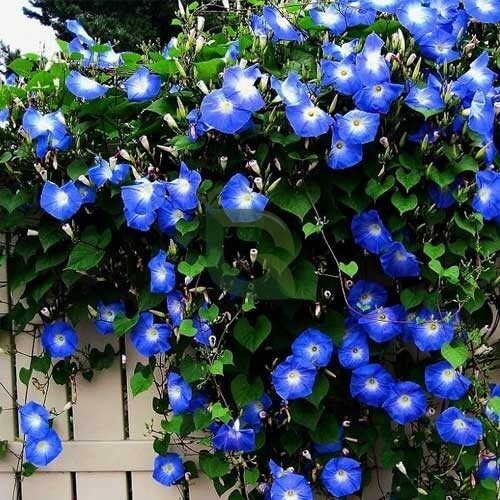 Ipomoea Seeds - Flower Plant for Home Gardens
