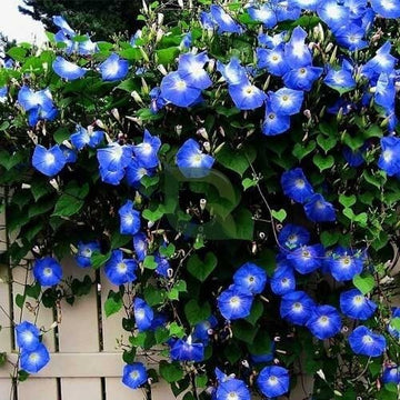 Ipomoea Seeds - Flower Plant for Home Gardens